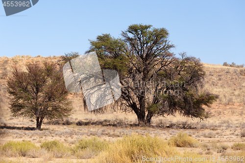 Image of Dry kalahari desert landscape, Kgalagady, South Africa safari wilderness