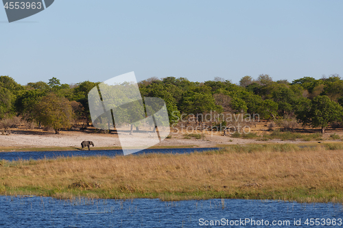 Image of African elephant Africa safari wildlife and wilderness