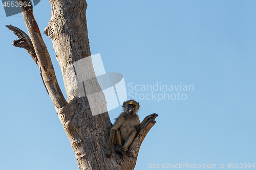 Image of monkey Chacma Baboon family, Africa safari wildlife and wilderness
