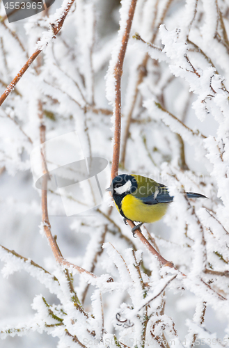 Image of beautiful small bird great tit in winter