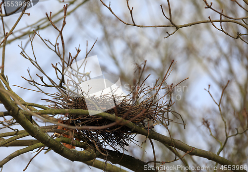 Image of bird nest on branch in the winter with snow