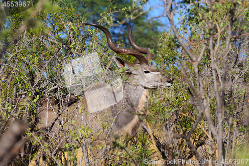 Image of greater kudu (Tragelaphus strepsiceros) Africa safari wildlife and wilderness
