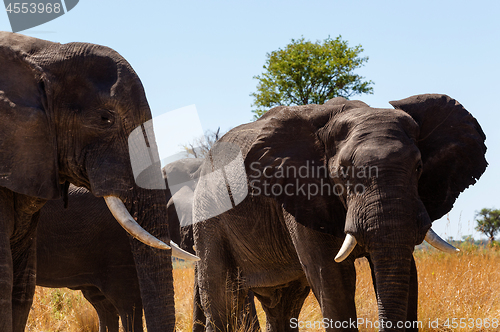 Image of African elephant Africa safari wildlife and wilderness