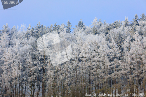 Image of snowy trees in winter landscape and rural road