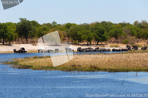 Image of African elephant Africa safari wildlife and wilderness