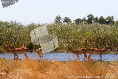 Image of Impala antelope africa safari wildlife and wilderness