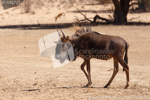 Image of Gnu, wildebeest on kalahari desert, Africa safari wildlife