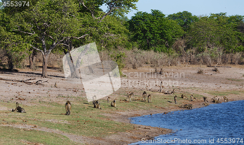 Image of monkey Chacma Baboon family, Africa safari wildlife and wilderness