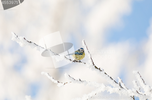 Image of beautiful small bird great tit in winter