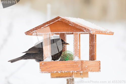Image of Common blackbird blackbird in bird house, bird feeder
