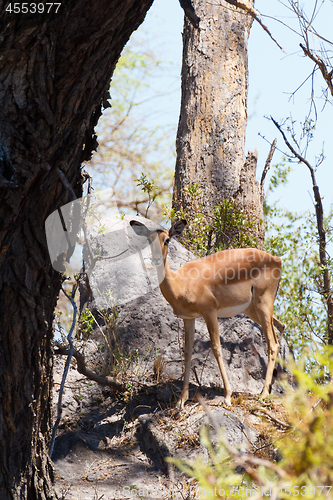 Image of Impala antelope africa safari wildlife and wilderness