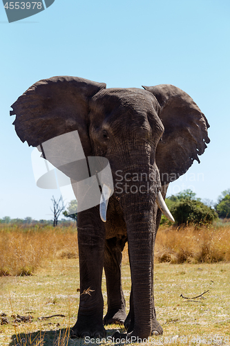 Image of African elephant Africa safari wildlife and wilderness