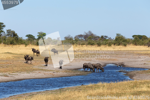 Image of Gnu, wildebeest Africa safari wildlife and wilderness