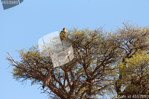 Image of large eagle on tree in Kalahari desert, Africa safari wildlife