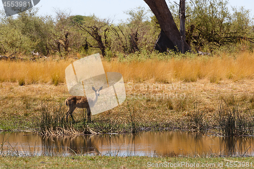 Image of southern lechwe Africa safari wildlife and wilderness