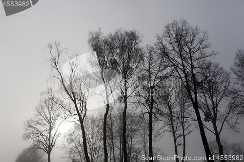Image of Fog in autumn season