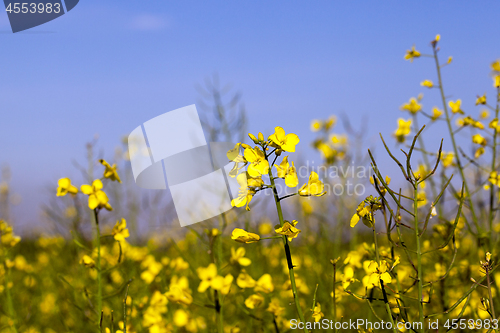 Image of yellow flower rape