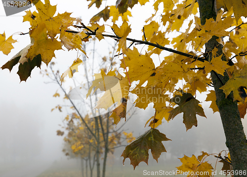 Image of maple leaves, close-up