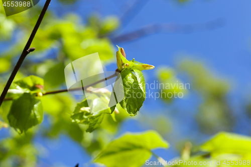 Image of young leaves of linden tree