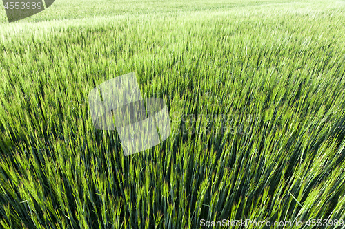 Image of Field with cereal