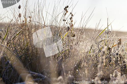 Image of green grass in the frost