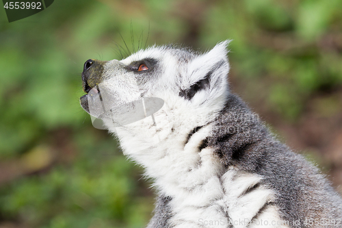 Image of Sunbathing ring-tailed lemur in captivity 