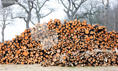 Image of Stacked timber in a dutch forrest