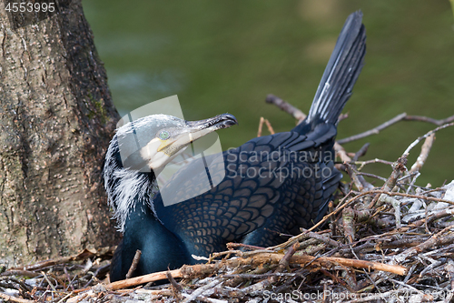 Image of Adult cormorant resting