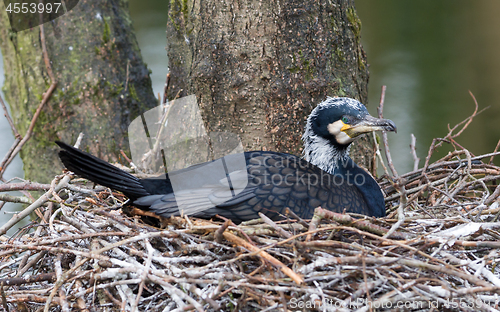 Image of Adult cormorant resting