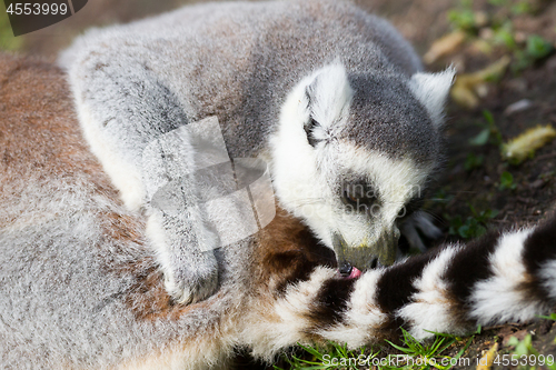 Image of Sunbathing ring-tailed lemur in captivity 