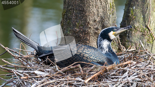 Image of Adult cormorant resting