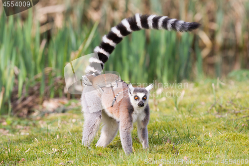 Image of Ring-tailed lemur 