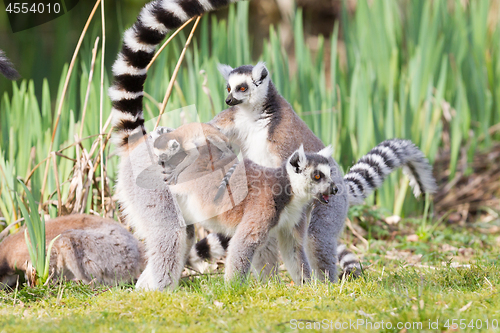 Image of Ring-tailed lemur 