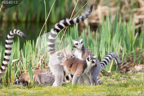 Image of Ring-tailed lemur 