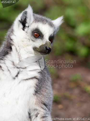 Image of Sunbathing ring-tailed lemur in captivity 