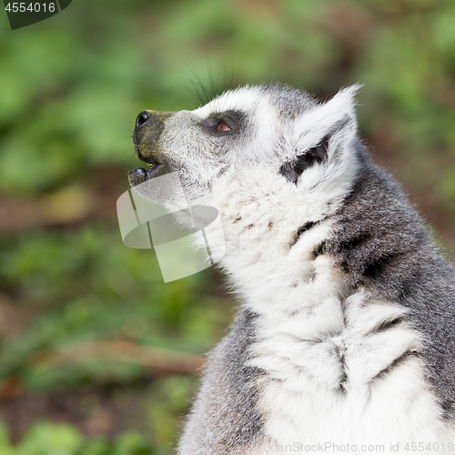 Image of Sunbathing ring-tailed lemur in captivity 