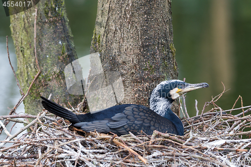 Image of Adult cormorant resting