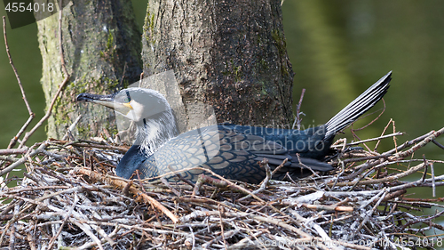 Image of Adult cormorant resting