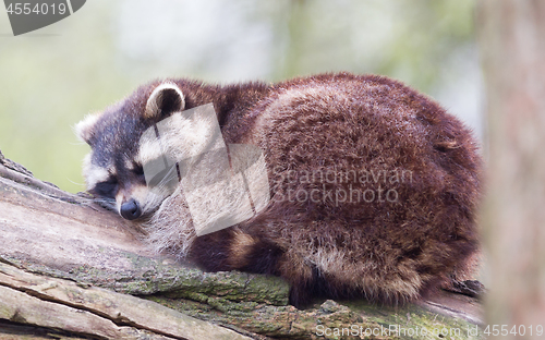 Image of Adult racoon on a tree