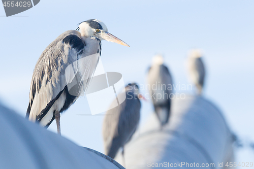 Image of Image of a great blue heron