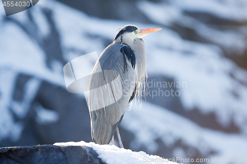 Image of Image of a great blue heron