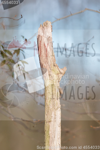 Image of Dying tree in nature