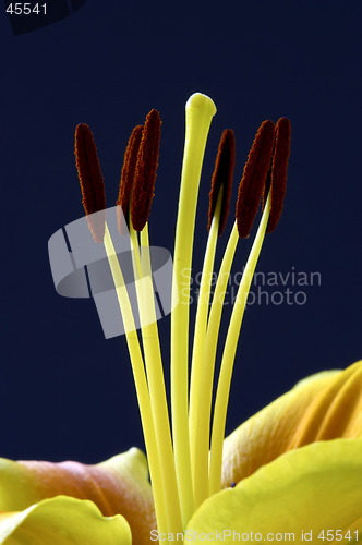 Image of lily stamen