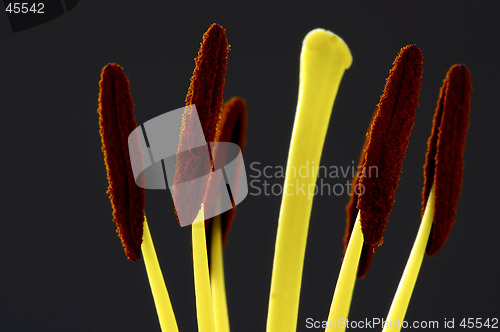 Image of lily stamen