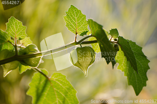 Image of Green physalis on branch as background.