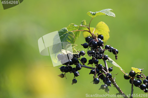 Image of Blackcurrant on bush as background.