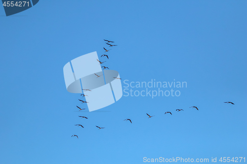 Image of Flock of migratory birds against a blue sky.