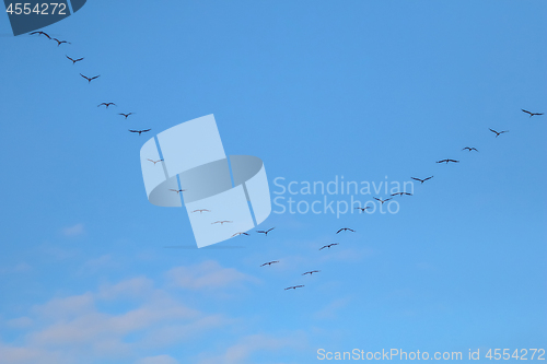 Image of Flock of migratory birds against a blue sky.