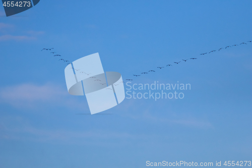 Image of Flock of migratory birds against a blue sky.