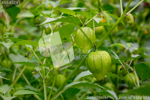 Image of A bush with green phyllis lanterns in a rural garden. The concept of growing organic products